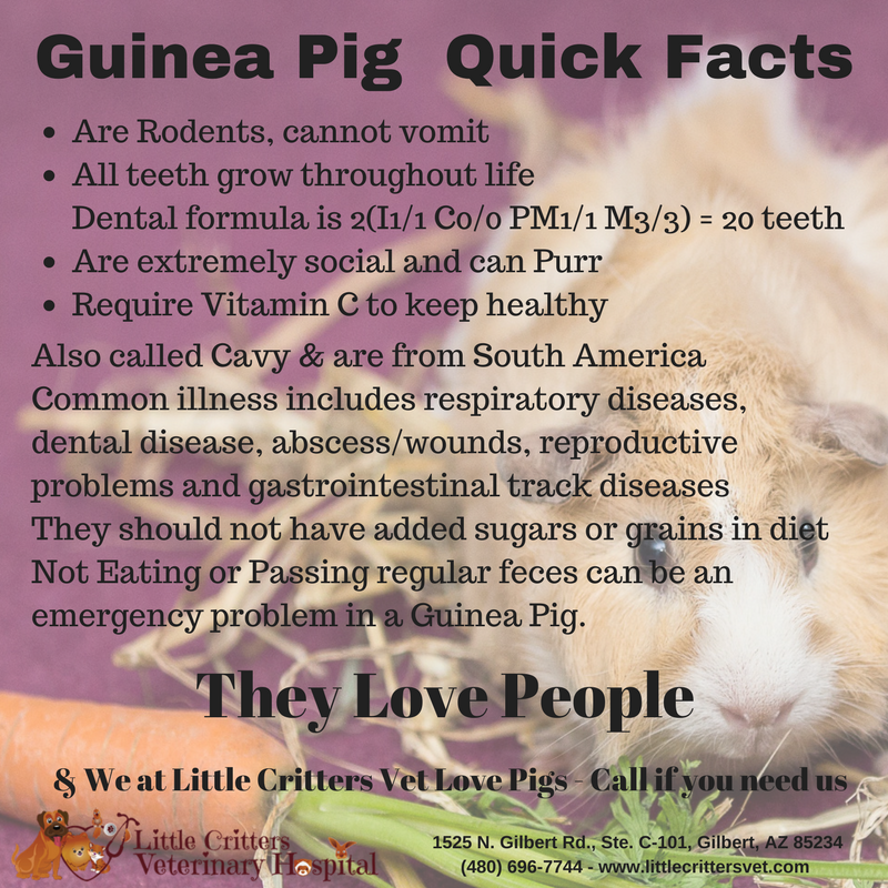 Guinea pig veterinary store care